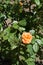 One apricot colored garden rose flower