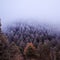 One Aspen in the pines before the gently sloping ridge disappears in the fog of snow