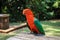 One Australian parrot, Banya Mountains