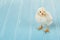 One baby chick chirping on a blue background