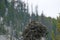 One baby eagle in a nest, Jasper National Park, Alberta, Canada