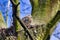 One baby Eurasian collared dove, a species of Columbidae also known as turtle dove with Indian ring necked or pink headed bird