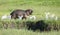 One baby hippo harrasing a group of egrets near river in Ngorongoro Crater Tanzania