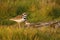 One baby Killdeer shorebird pressing its head against a parent