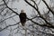 One Bald Eagle Perched in a tree watching photographer