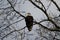 One Bald Eagle Perched in a tree watching photographer