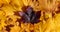 One bard maple leaf on a background of yellow leaves, top view