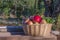 One basket of natural organic ripe red heirloom delicious organic apples in late afternoon autumn light, healthy, diet friendly, s