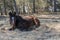 One bay horse is resting lying on the spring sunshine