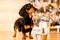 One beautiful black dachshund dog is standing on the floor near an iron bowl. New Year`s hundred