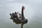 One beautiful black Swan floating on the pond surface under rain