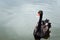 One beautiful black Swan floating on the pond surface under rain, copyspace for text