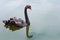 One beautiful black Swan floating on the pond surface under rain, copyspace for text