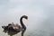 One beautiful black Swan floating on the pond surface under rain, copyspace for text