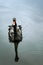 One beautiful black Swan floating on the pond surface under rain. Vertical photography