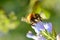 One beautiful bumblebee on violet meadow flower