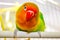 One beautiful and colored lovebird parrot with red beak, orange head and colored feathers