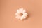 One beautiful daisy flower in the center of peach background. Trendy color of year.