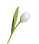 One beautiful delicate tulip isolated on white