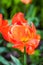 One beautiful fiery red terry peony tulip