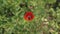 One beautiful flower of red poppy and unopened buds in a field against a background of green leafy foliage. view from above.