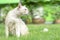 One beautiful and good health smart white young cat sitting on the green lawn in bright day