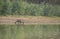 The one beautiful Kangaroo is drinking water from Bogan river in regional town of Nyngan, New South Wales.