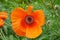 One beautiful orange Papaver flower in a close-up in a summer garden on a background of green grass