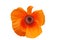 One Beautiful orange Papaver flower in a close-up on a white and isolated background