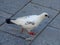 One beautiful pigeon calmly walks on the sidewalk