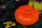 One beautiful pumpkin on autumn colored leaves. Vivid background for different holidays. Place writing text around it.