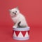 One beautiful sacred burmese cat kitten sitting on a box in studio close-up, luxury cat, red background