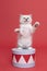 One beautiful sacred burmese cat kitten standing on a box in studio close-up, luxury cat, red background