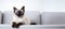 One beautiful siamese cat lies on gray sofa in living room and looks in camera, empty mockup background with copy space