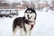 One beautiful Siberian Husky with pink tongue on white snow background closeup, black furry Alaskan Malamute with red harness