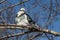 One beautiful white and gray pigeon with rainbow neck and bright orange eyes is on a brown brunch of a poplar tree without foliage