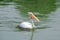 one beautiful white pelican with large beak and long neck, Pelecanus swim in beautiful green lake, sea, fish in water, fidelity