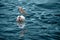 one beautiful white pelican with large beak and long neck, Pelecanus swim in beautiful green lake, sea, fish in water, fidelity