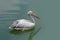 one beautiful white pelican with large beak and long neck, Pelecanus swim in beautiful green lake, sea, fish in water, fidelity