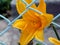 One beautiful yellow lily flower on green background facing right