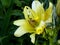 One beautiful yellow lily flower on green background facing right