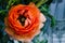 One beauty, spring orange, persian flower buttercup ranunculus macro. Rustic style, still life. Colorful holiday