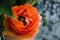 One beauty, spring orange, persian flower buttercup ranunculus macro. Rustic style, still life. Colorful holiday background.