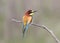 One bee eater sits on a branch