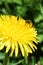 one bee in pollen that collects nectar for honey sits on a yellow flower. close-up, soft focus