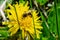 one bee in pollen that collects nectar for honey sits on a yellow flower. close-up, soft focus