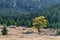 One Beech tree between pine trees landscape