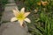 One beige flower of Hemerocallis fulva