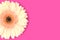 One beige gerbera flower on a magenta background.