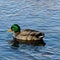 One beutiful mallard male swim in the water